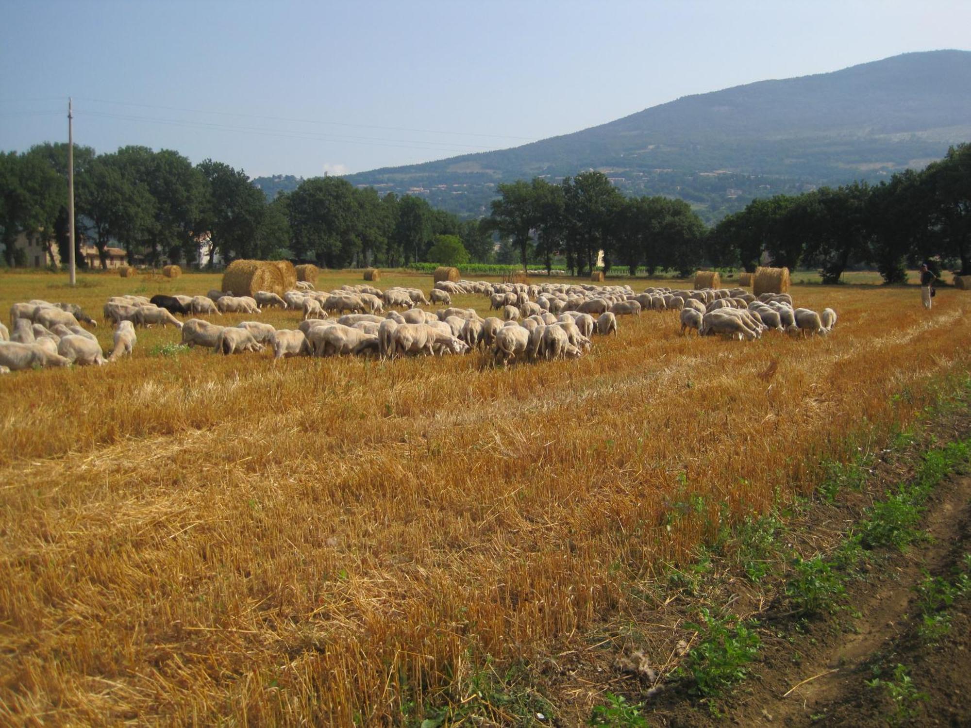 Il Tugurio Agriturismo B&B Rivotorto Buitenkant foto